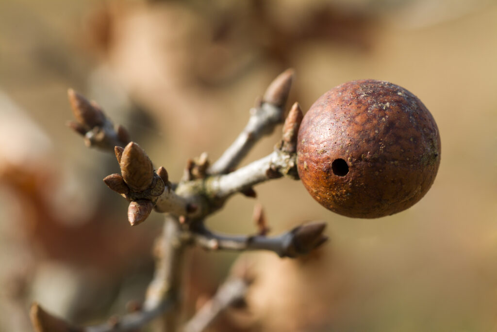 A gall on a oak tree, with the exit hole of the wasp clearly shown.