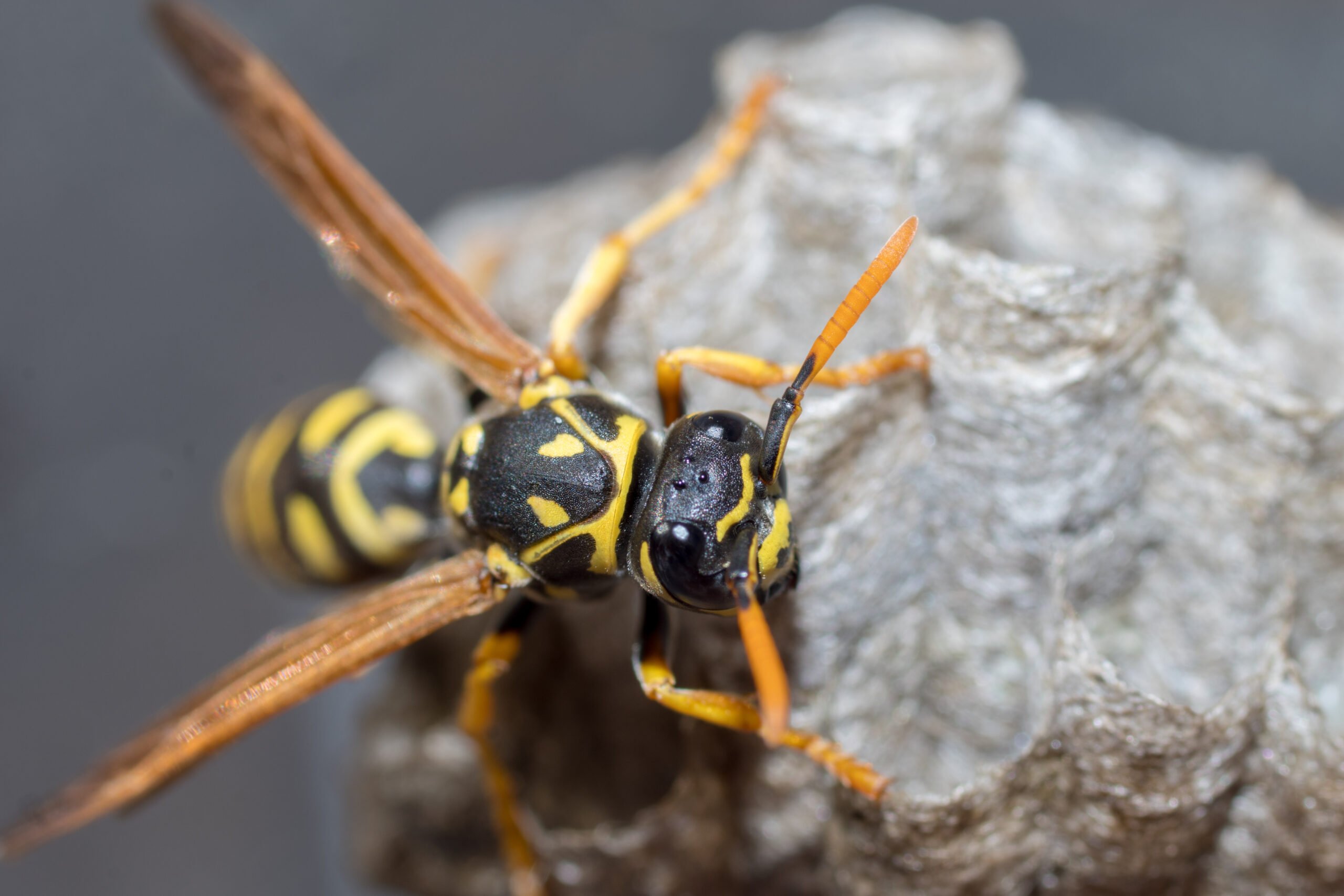 A young Paper Wasp Queen builds a nest to start a new colony. Macro photo
