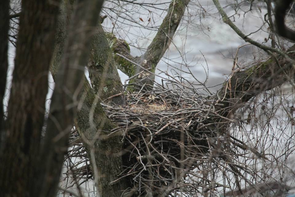 0.-Nest.jpg
