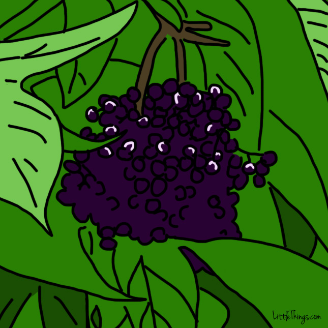 0012_berries.jpg