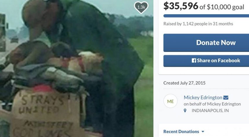 03-gofundme-steve-stray-animals-e1518722076803-768x422-1.jpg