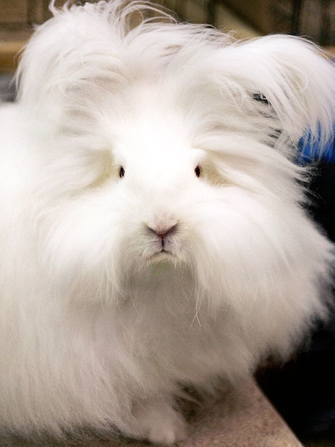05-angora-rabbit-477.jpg