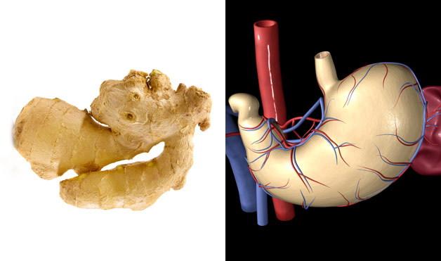 09-Ginger-StomachFoods-That-Look-Like-Body-Parts-1.jpg