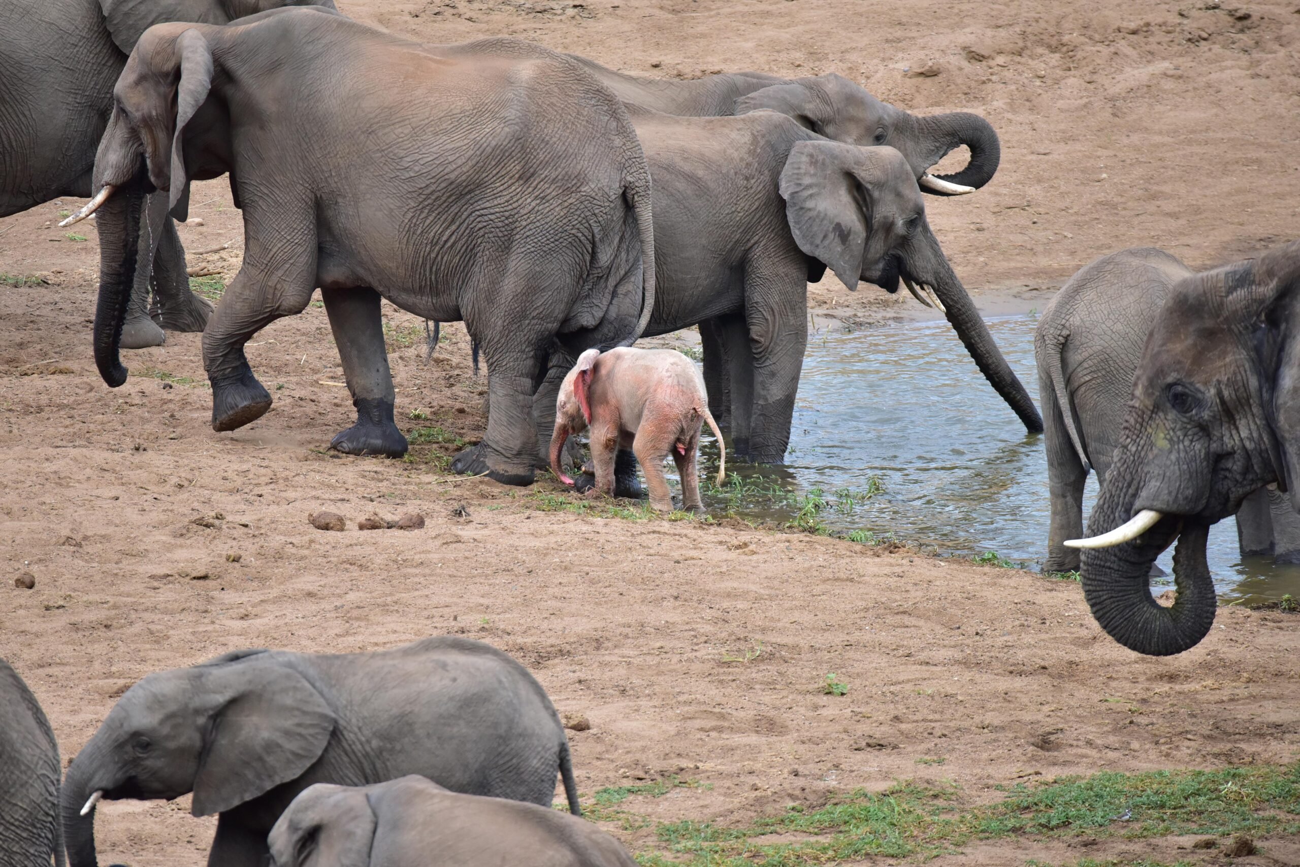 Pink Elephant Pink Elephant