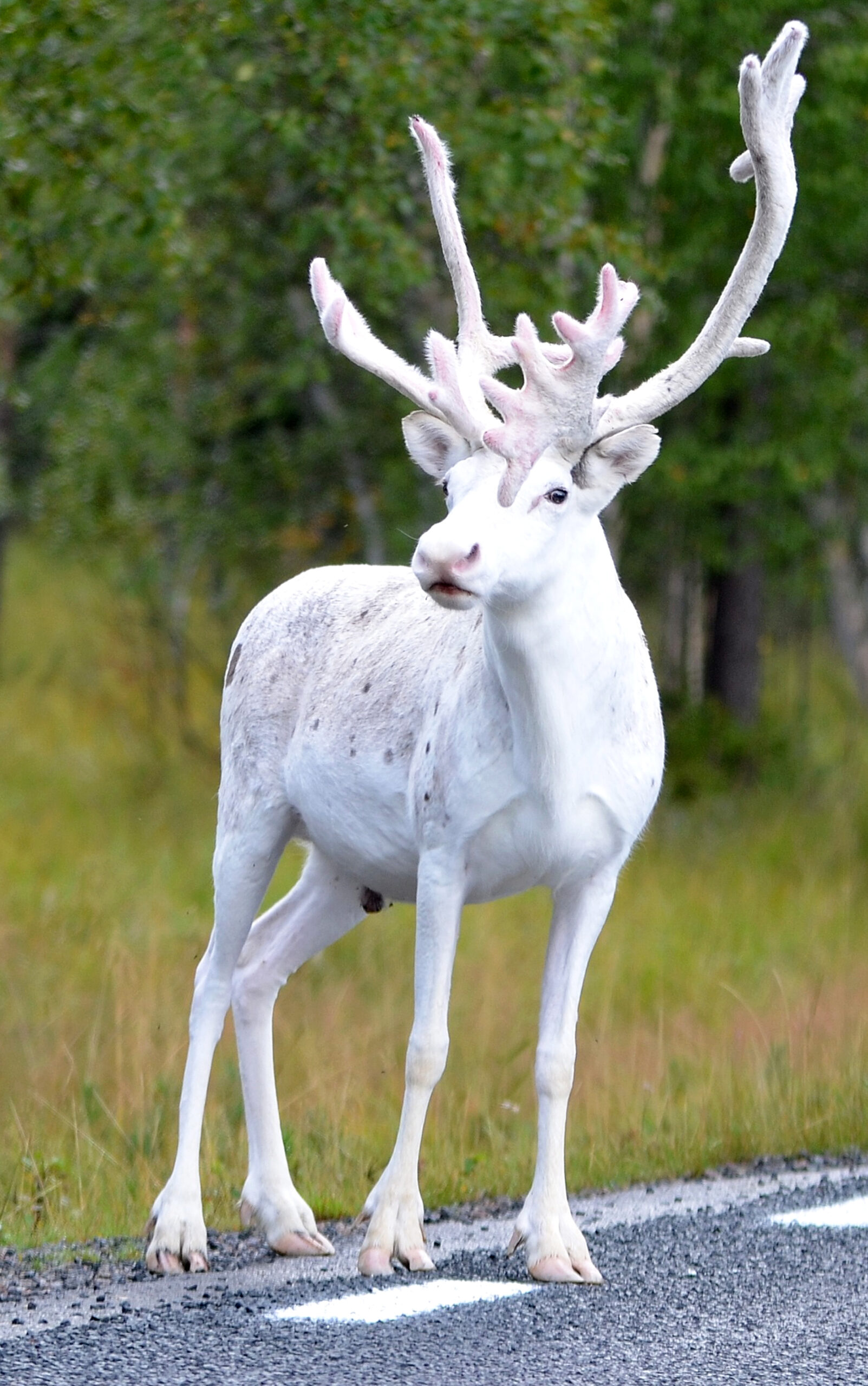 WHITE REINDEER