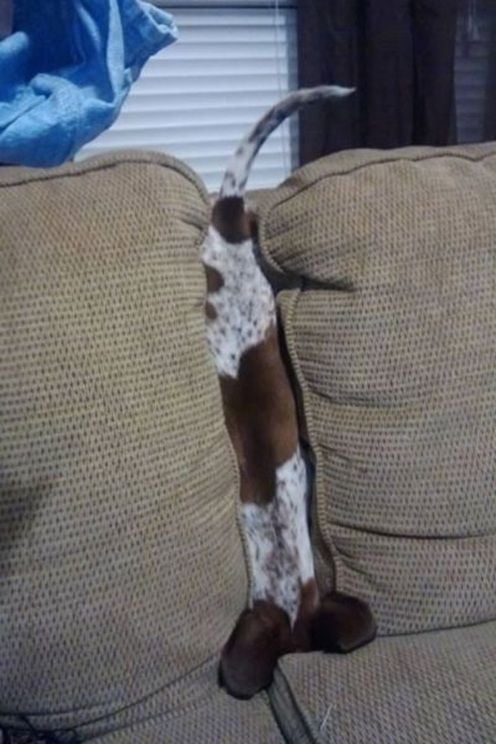 1-dog-in-couch-article.jpg