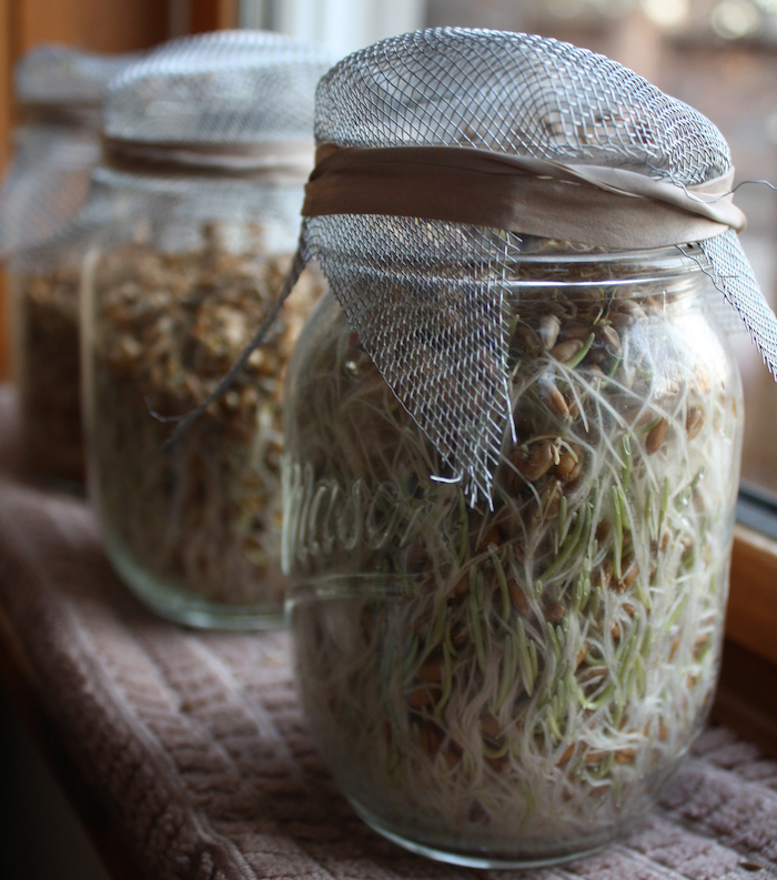 1.-Sprouts.jpg