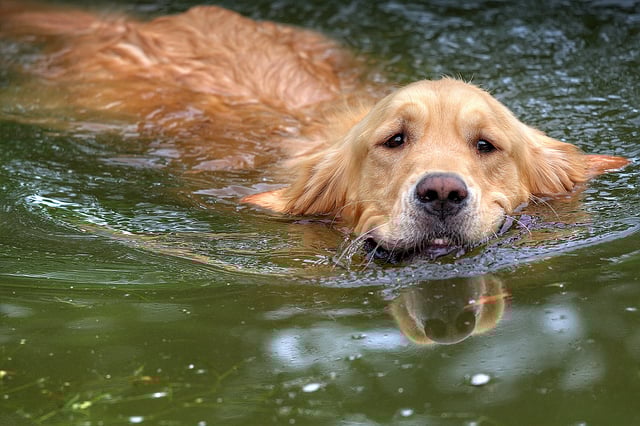 1.-Swimming.jpg 1.-Swimming.jpg