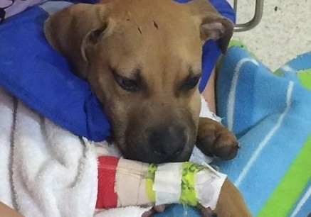 1.3.15-Rescue-Group-Saves-the-Life-of-Dog-Used-as-Bait-for-Fighting1-590x331-1.jpg