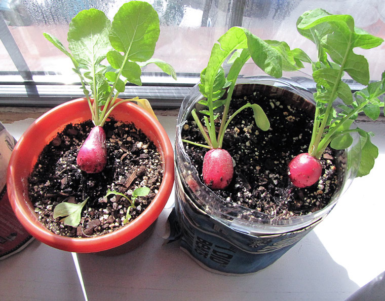 10.-Radishes.jpg