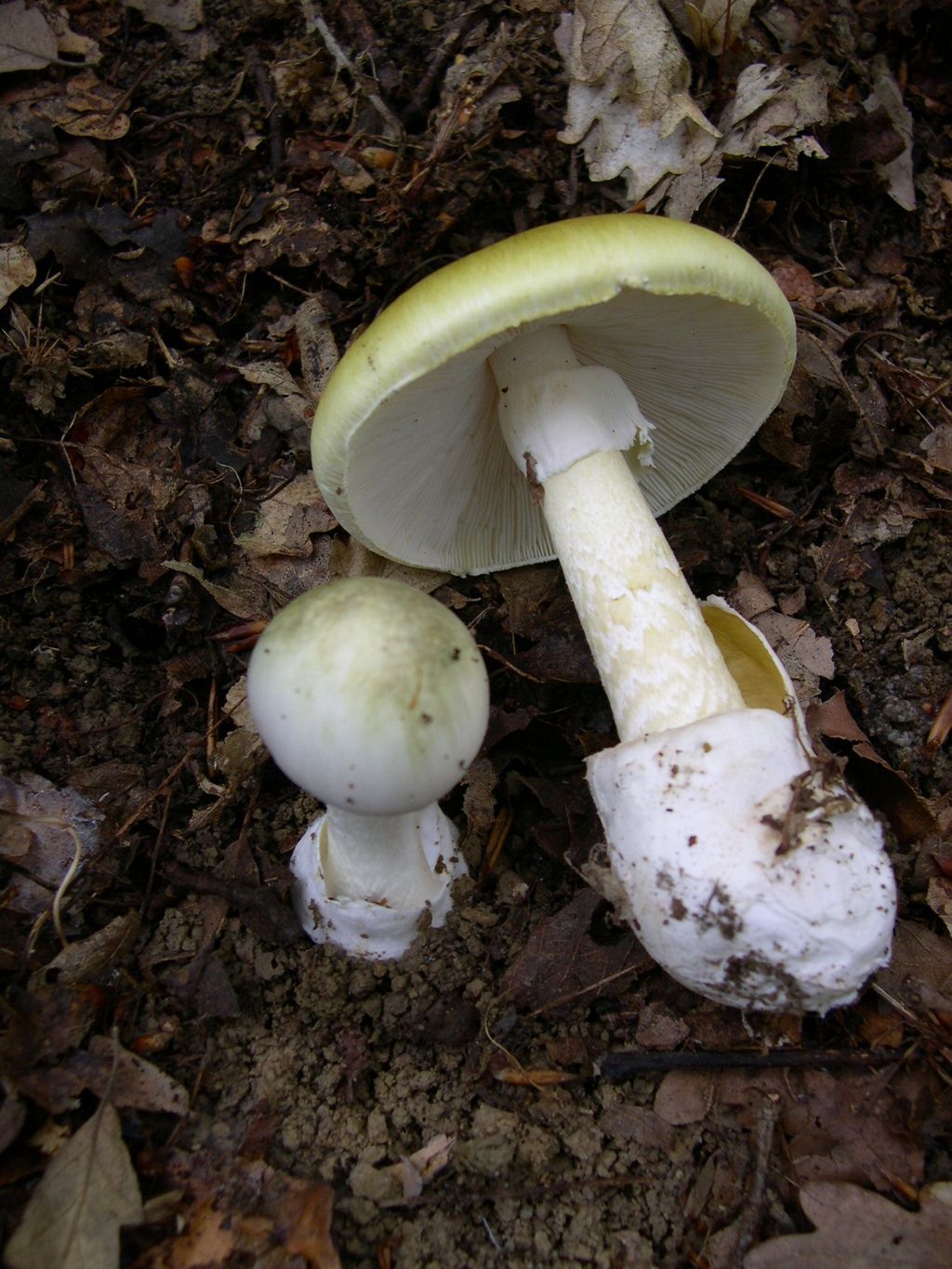 1024px-Amanita_phalloides_1.jpg