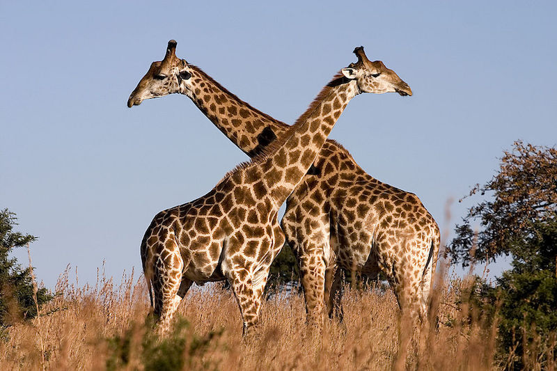 1024px-Giraffe_Ithala_KZN_South_Africa_Luca_Galuzzi_2004.jpg