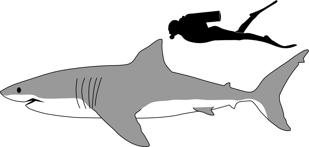 1024px-Great_white_shark_size_comparison.svg_.png