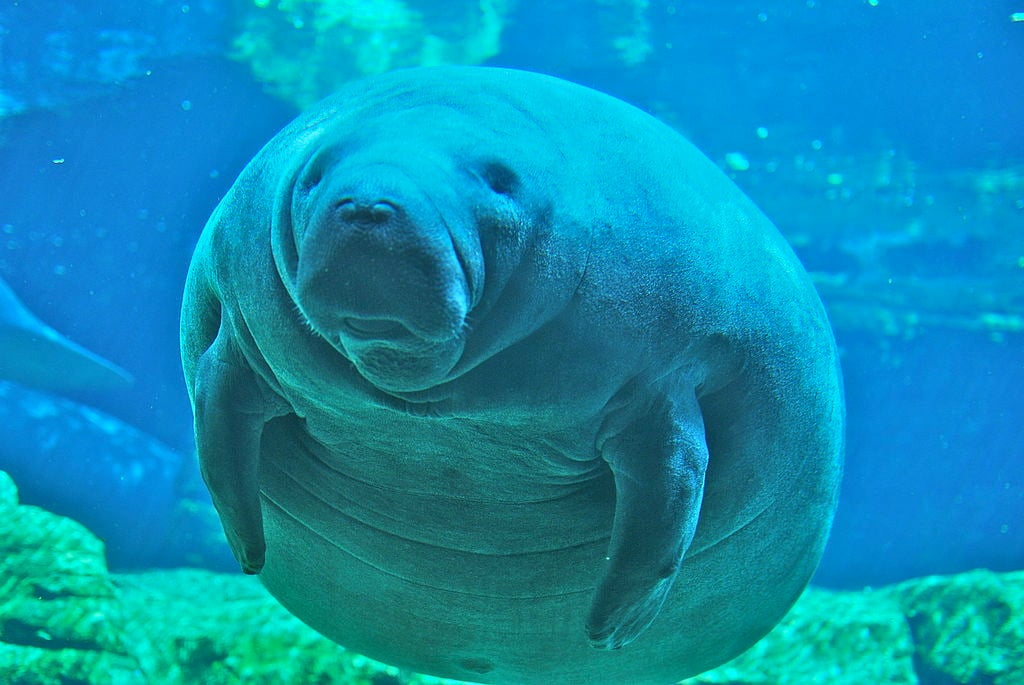 1024px-Manatee_at_Sea_World_Orlando_Mar_10.jpg 1024px-Manatee_at_Sea_World_Orlando_Mar_10.jpg