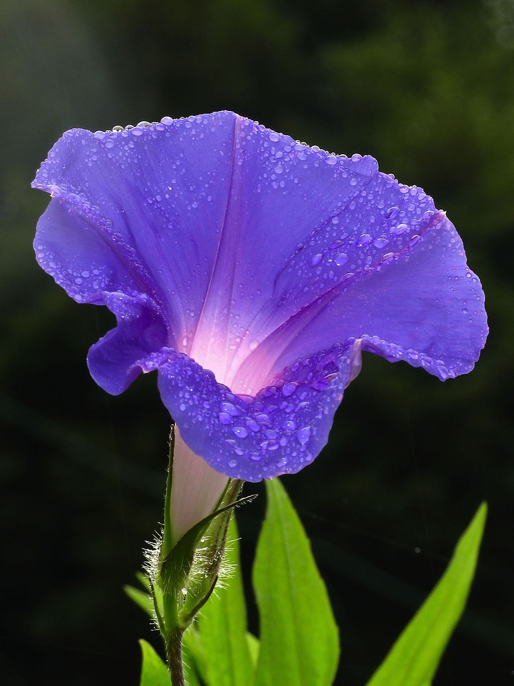 1024px-Morning-glory-C6295b.jpg