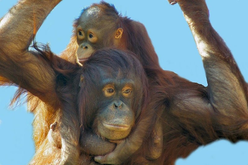 1024px-Orangutan_motehr_and_baby_by_Bonnie_Gruenberg2.jpg