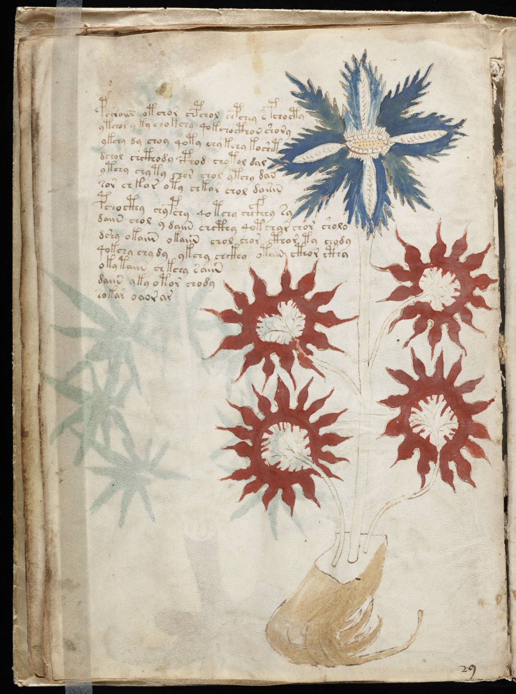 1024px-Voynich_Manuscript_32.jpg