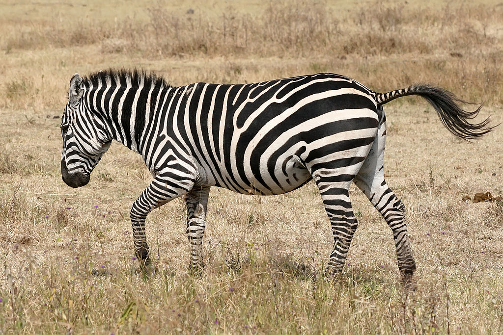 1024px-Zebra_running_Ngorongoro.jpg