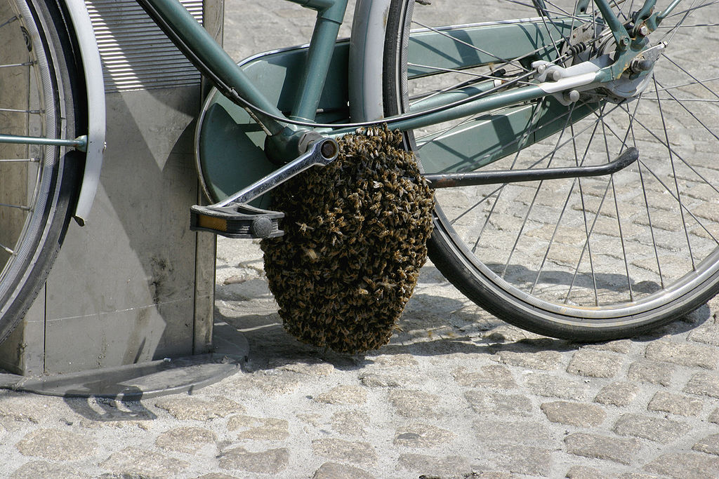 1024px-_Bee_swarm_on_a_bicycle_1-5.jpg