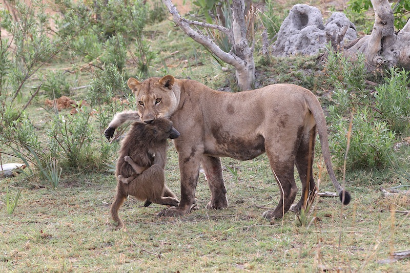 lions and baboons