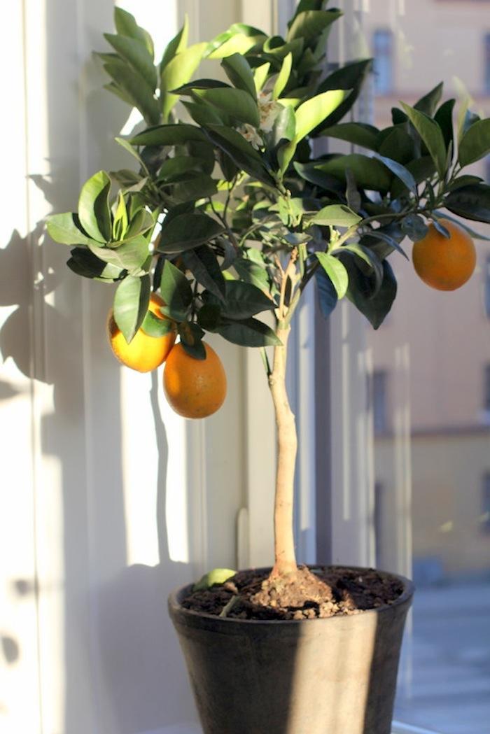 11.-Citrus.jpg