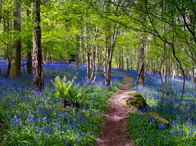 Unspoilt English ancient woodland with bluebells.