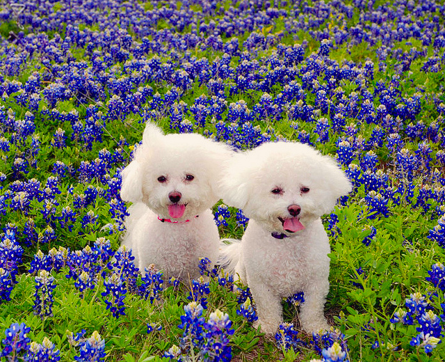 12.-Flowers.jpg