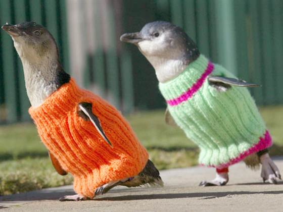 120816-438138-at-111020-penguin-sweater3.blocks_desktop_medium.jpg
