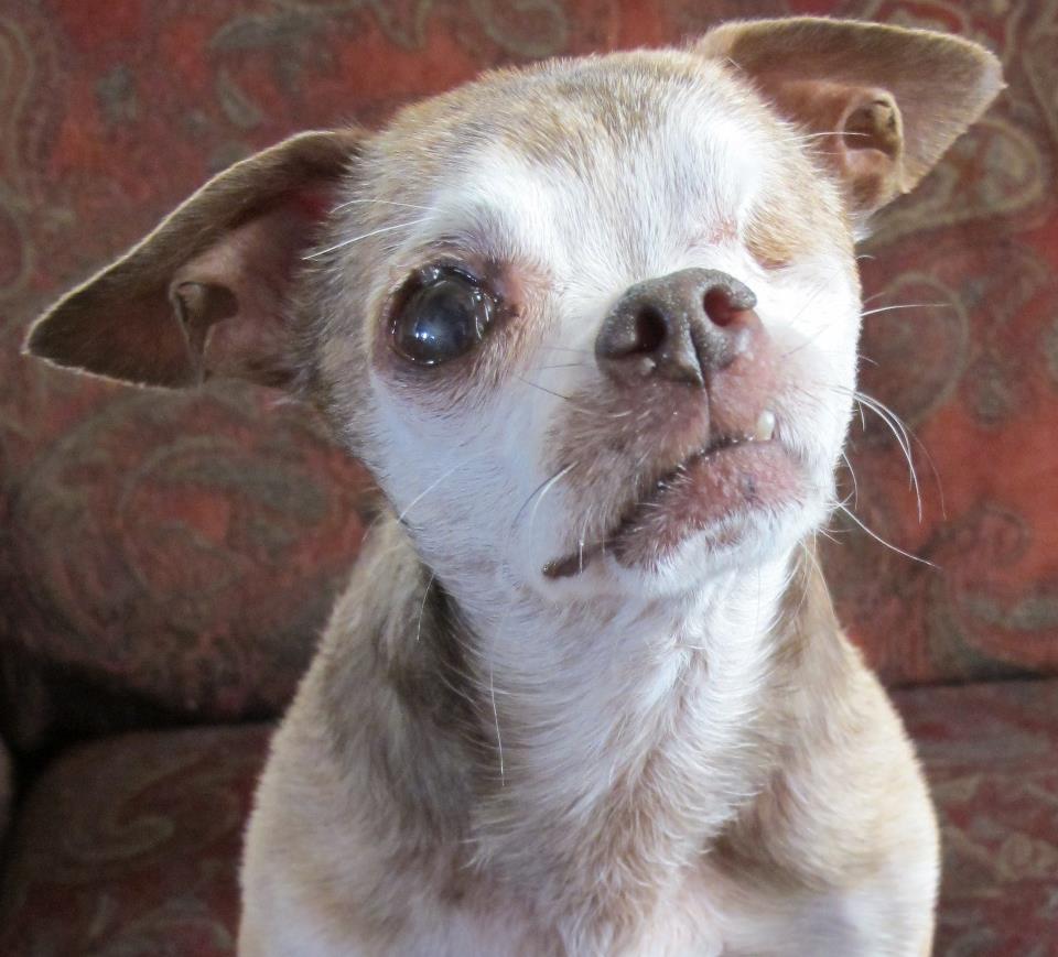 12134772-harley-puppy-mill-survivor.jpg 12134772-harley-puppy-mill-survivor.jpg