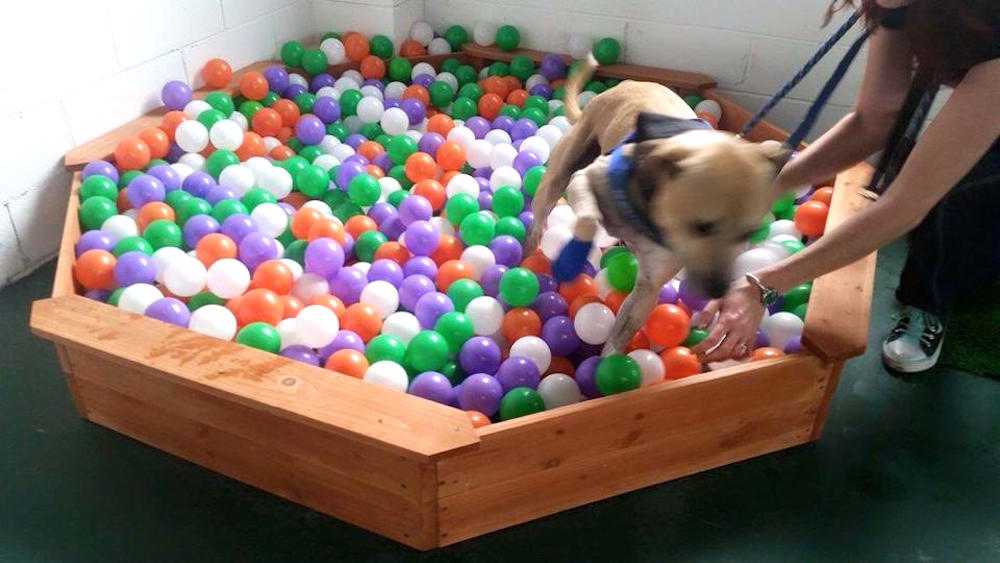 12809593_1070040443067551_7982114216098712083_n.jpg