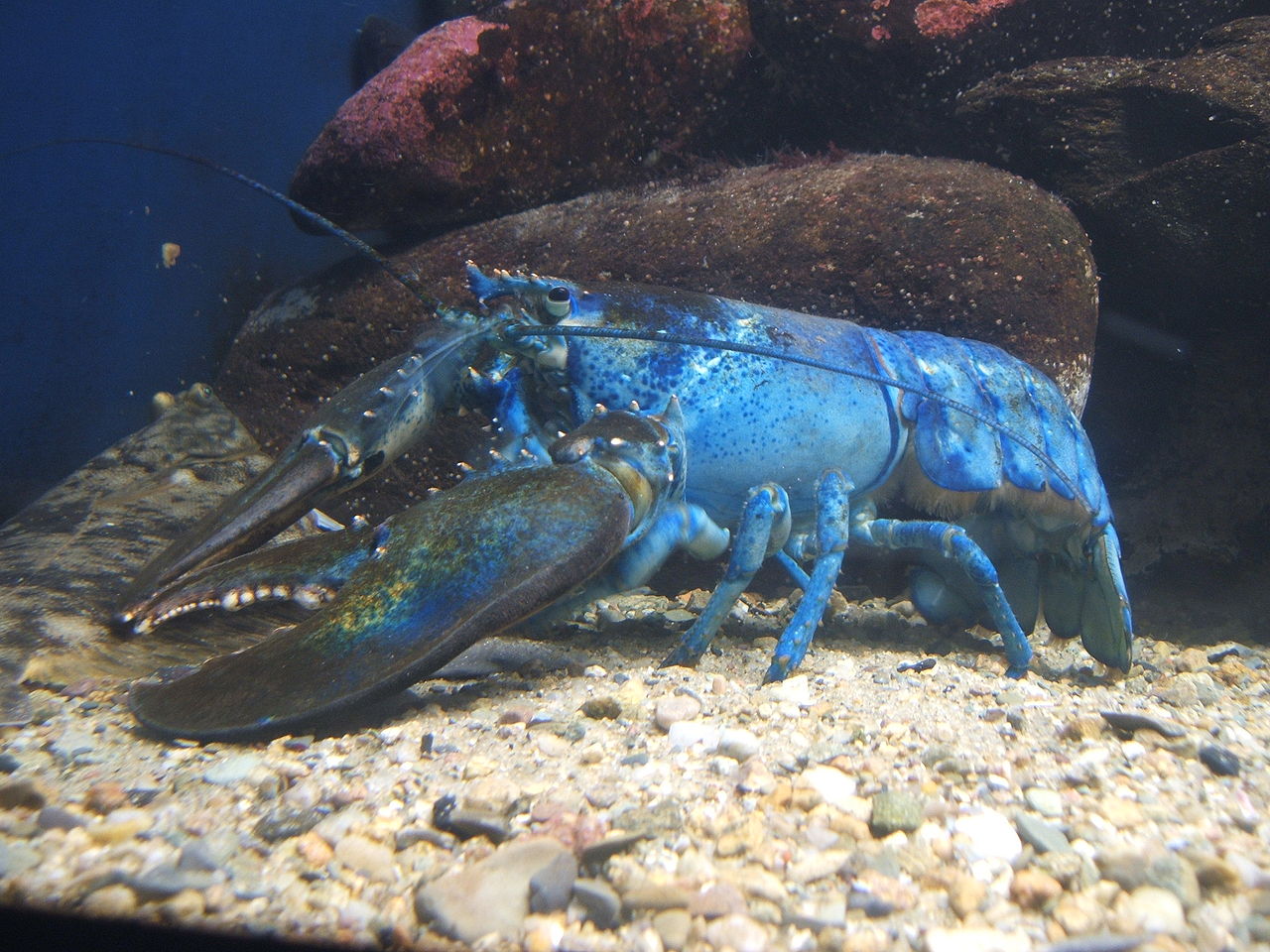 1280px-Blue-lobster.jpg