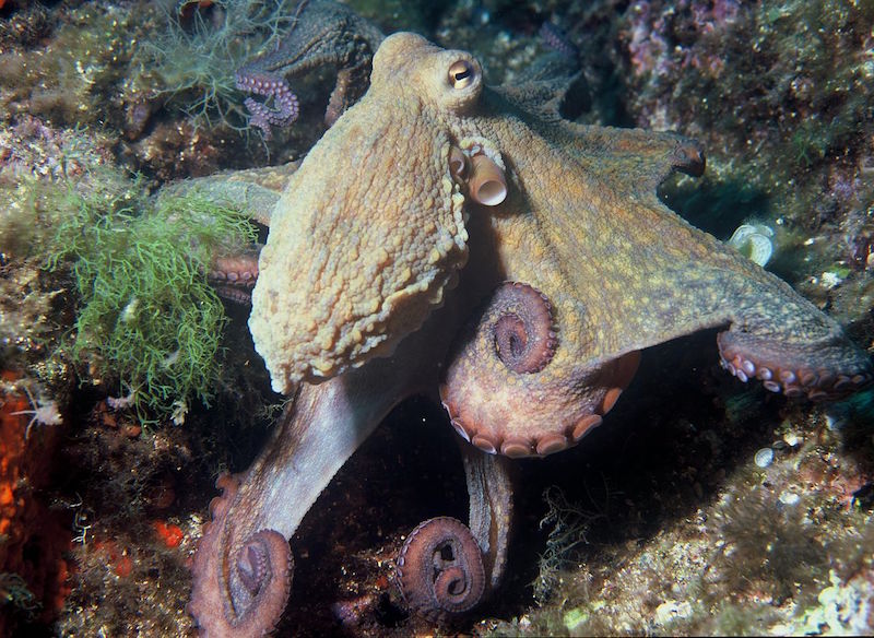 1280px-Octopus_vulgaris_2.jpg