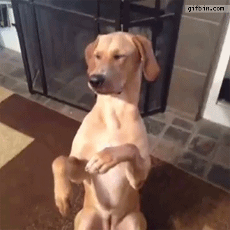 1380734206_dog_plays_dead_when_getting_shot.gif 1380734206_dog_plays_dead_when_getting_shot.gif