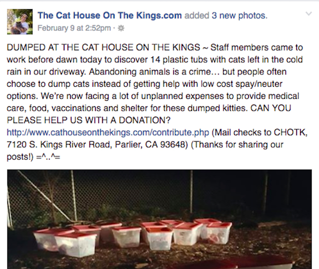 14-Plastic-Bins-of-Cats-1.jpg