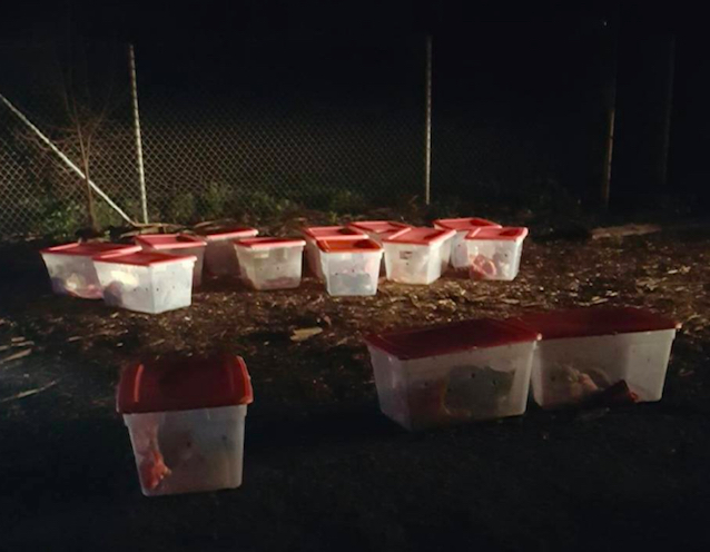 14-Plastic-Bins-of-Cats-2.jpg