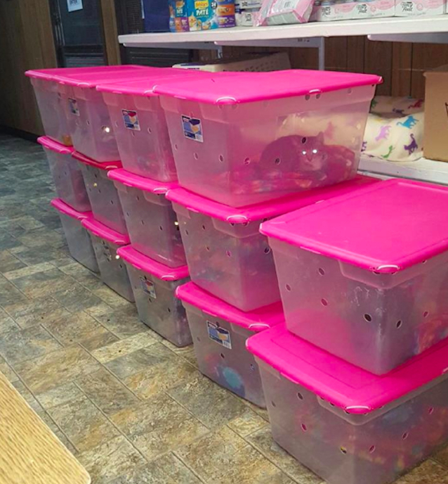 14-Plastic-Bins-of-Cats-4.jpg