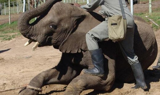 140519Elephantabuse-jpg.jpg 140519Elephantabuse-jpg.jpg