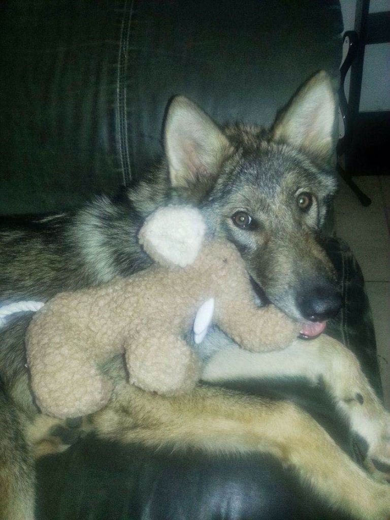 1476277479-syn-clg-1476208113-neo-wolf-dog.jpg