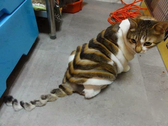 16189-weird_haircut_cat_05_09_2012.jpg