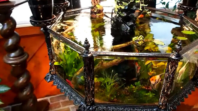 1880s Aquarium Beauty