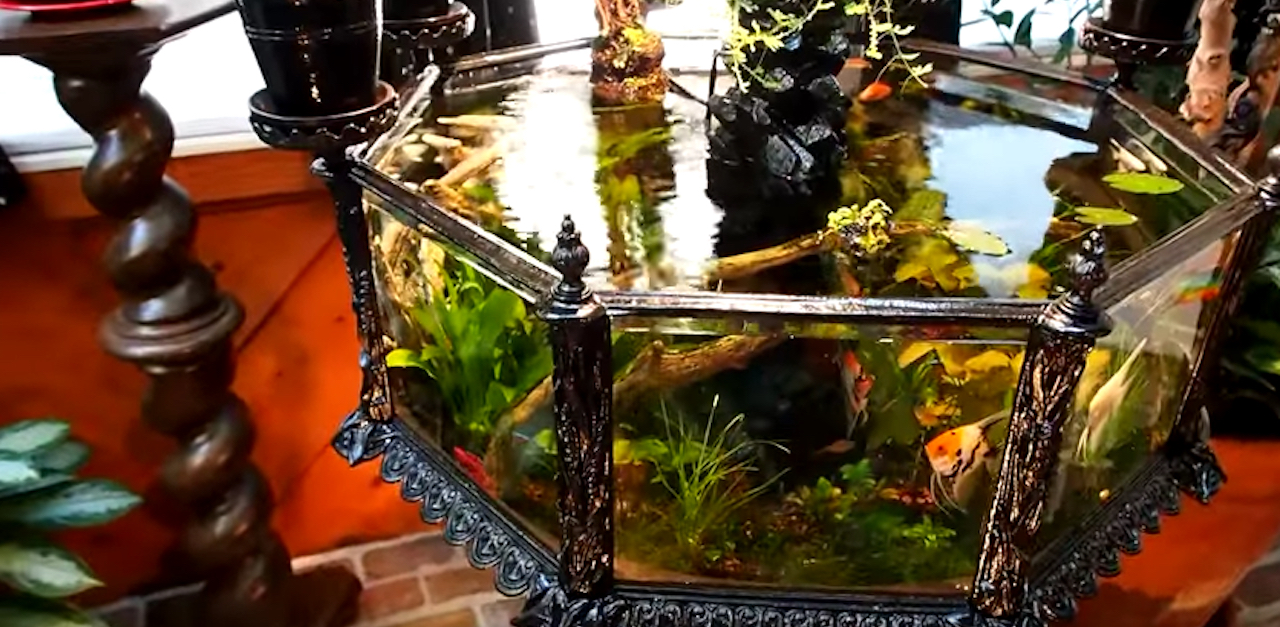 1880s Aquarium Beauty