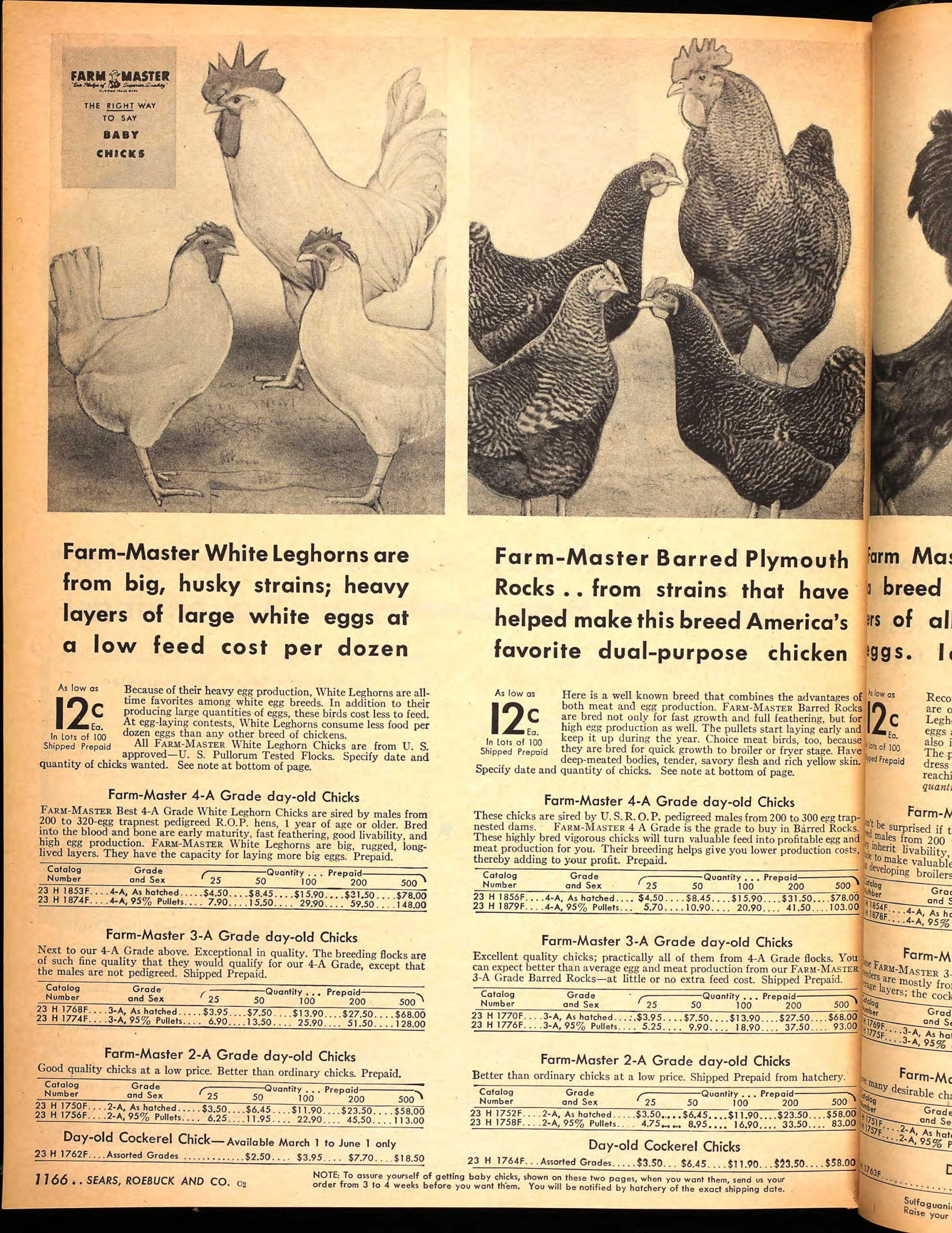 1947spring-chickens.jpg