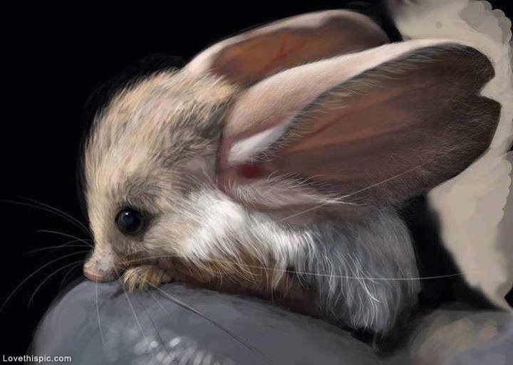 19702-Long-Eared-Jerboa.jpg