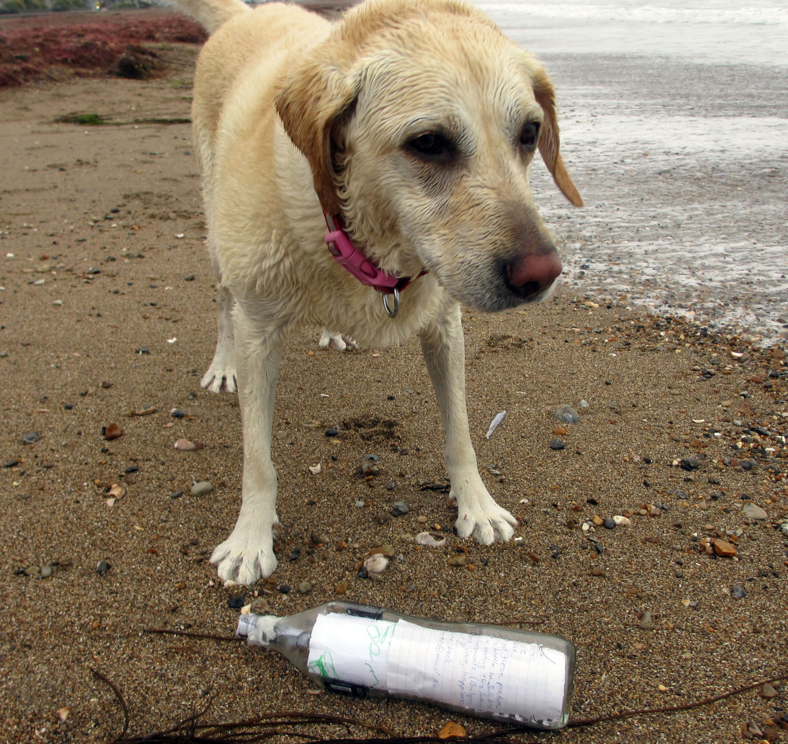 Message in a Bottle Found