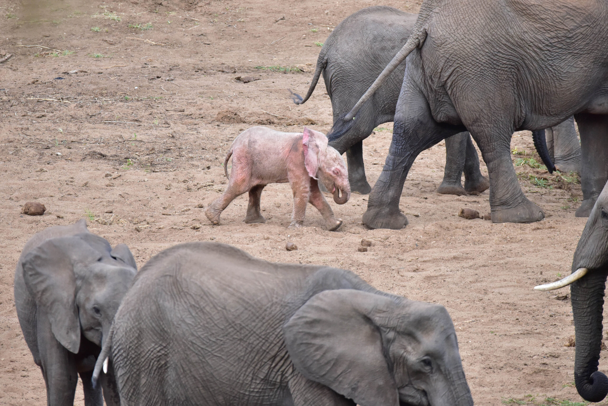 Pink Elephant
