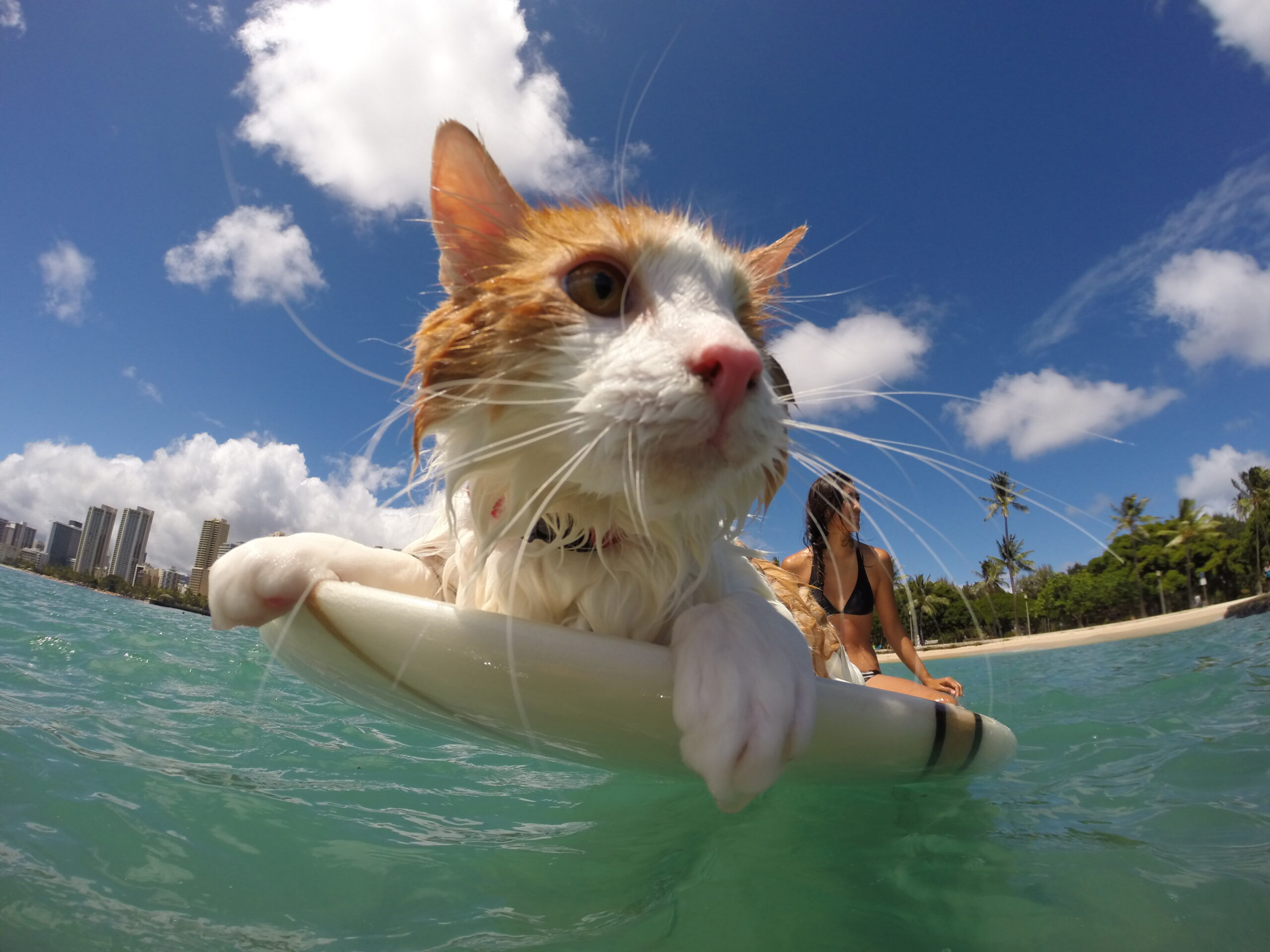 Surfing cat