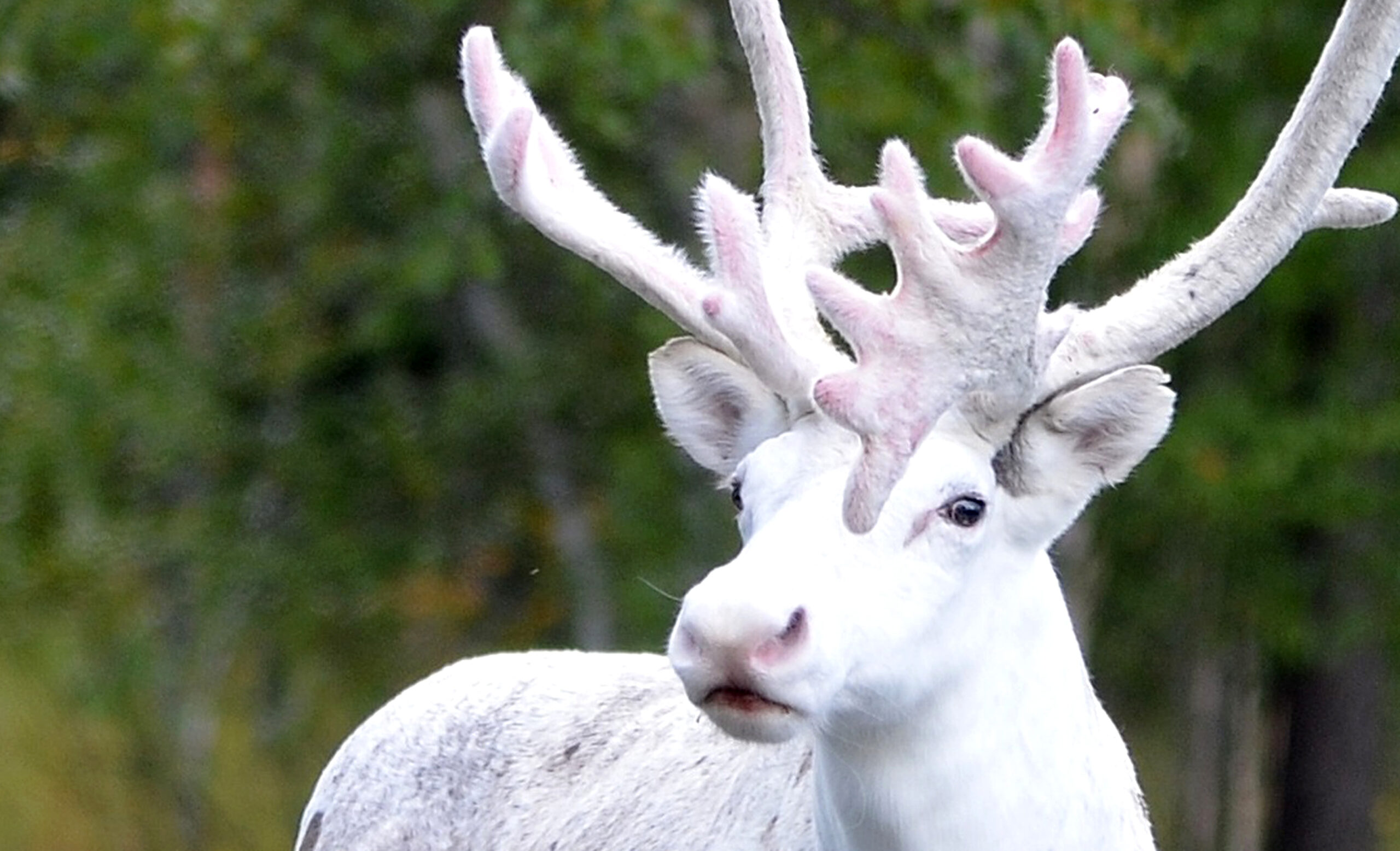 WHITE REINDEER