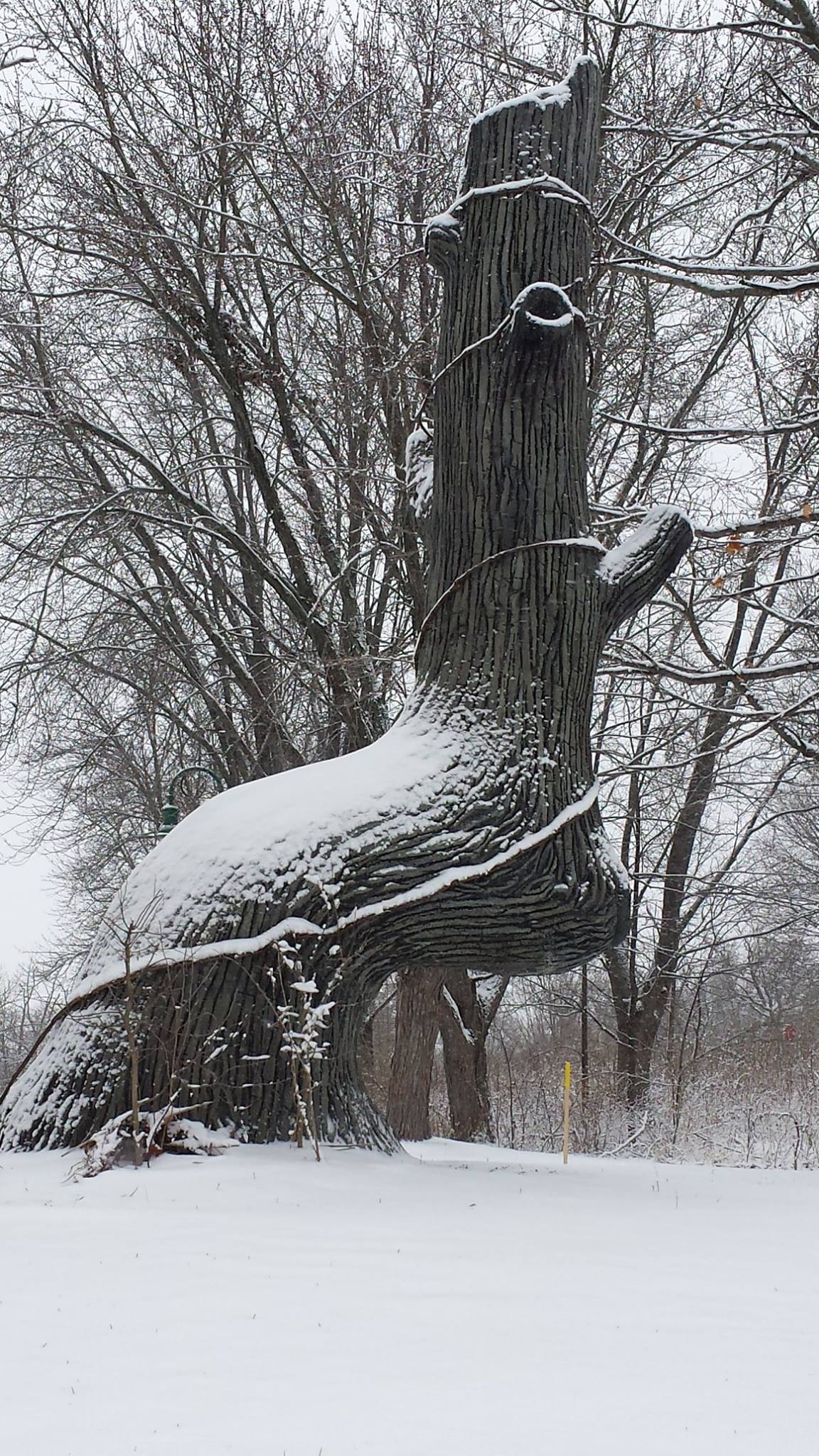 1_FacebookNative-American-Trail-Marker-Trees-3.jpg