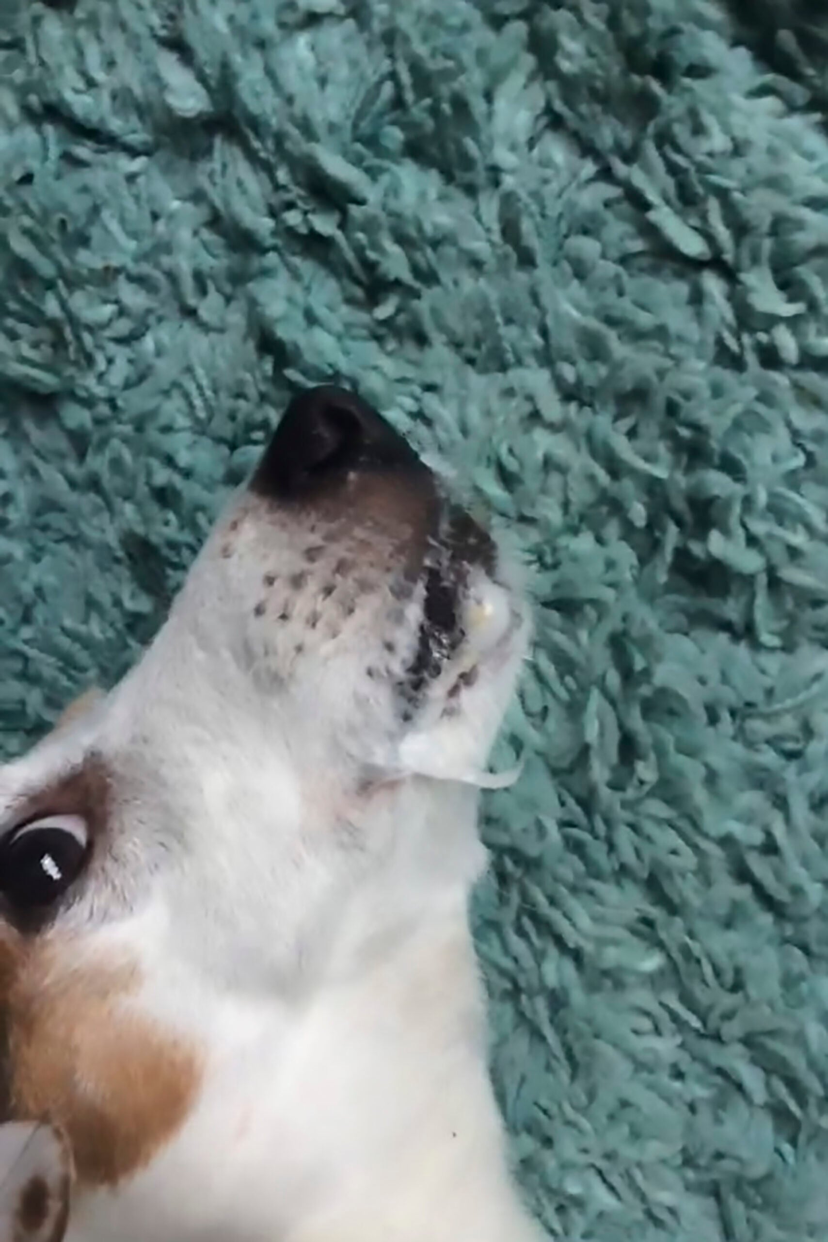 DOG MOUTH GLUED