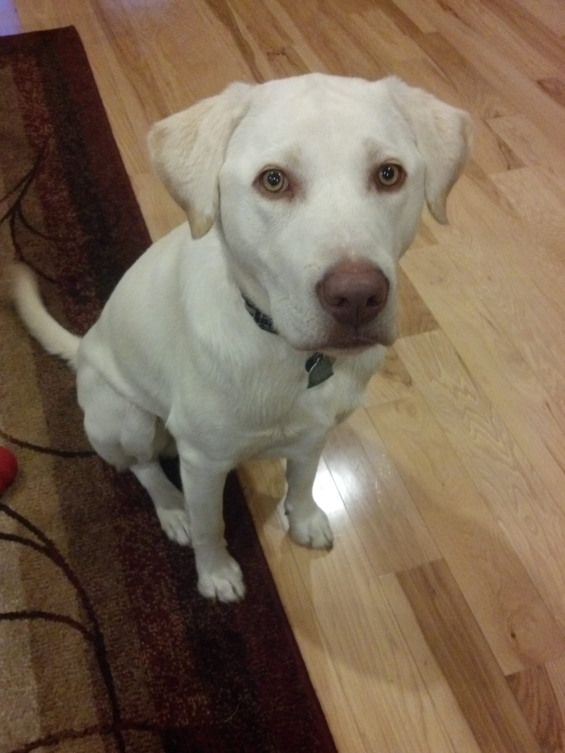 1_Year_Old_English_Yellow_Lab.jpg